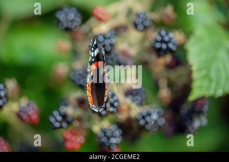 Schmetterling des roten Admirals (Vanessa atalanta). Fütterung von den überreifen Brombeeren (Rubus fruticosus), Flügel teilweise offen. Kryptische Färbung, Frucht. Stockfoto