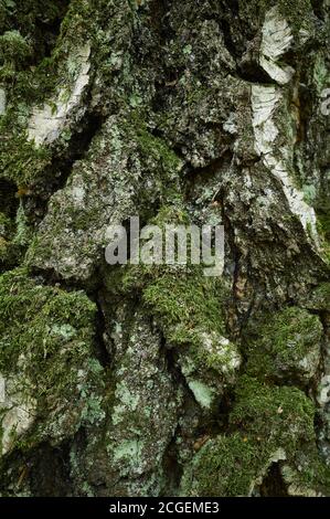 Birkenrindenstruktur. Fragment der alten geknackten Baumrinde. Nahaufnahme des vertikalen Bildes. Flechten und moosbedeckten Stamm von Birke. Ein strukturiertes Holzmaterial. Stockfoto