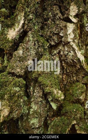 Relief Haut von alten Birken. Nahaufnahme des vertikalen Bildes. Ein rauer, unebener, verwitterter, gerillter, Flechten- und moosbedeckter Stamm mit tiefen Rissen. Stockfoto