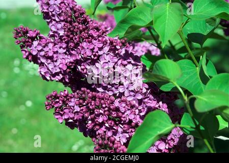 Polen; Syringa vulgaris (Flieder oder gewöhnlicher Flieder). Lilak-Pospolität. Bez, bzy; Gemeine Flieder oder Gewöhnliche Flieder. Lila común. 普通丁香。Blütenstand Stockfoto