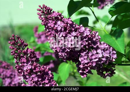 Polen; Syringa vulgaris (Flieder oder gewöhnlicher Flieder). Lilak-Pospolität. Bez, bzy; Gemeine Flieder oder Gewöhnliche Flieder. Lila común. 普通丁香。Blütenstand Stockfoto