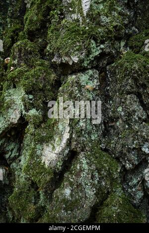 Rinde von gealterter Birke.Strukturierte Oberfläche von Birkenstamm. Die Rinde der Birke im unteren Teil des Stammes ist dick, rau, grau-grün Stockfoto