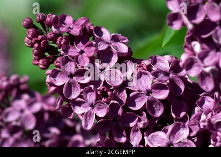 Polen, Syringa vulgaris (Flieder oder gewöhnlicher Flieder). Lilak-Pospolität. Bez, bzy; Gemeine Flieder oder Gewöhnliche Flieder. Lila común. 普通丁香。Blütenstand Stockfoto