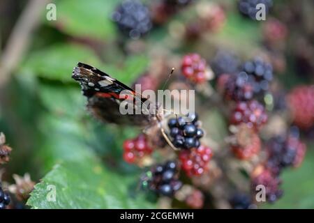 Schmetterling des roten Admirals (Vanessa atalanta). Fütterung von überreifen Brombeeren (Rubus fruticosus), mit teilweise offenen Flügeln. Stockfoto