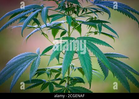 Cannabispflanze aus der Nähe, Marihuana-Busch Stockfoto