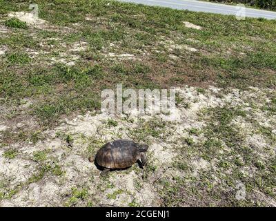 Eine Gopher Schildkröte, die auf einem grasbewachsenen Gebiet in Florida läuft. Stockfoto