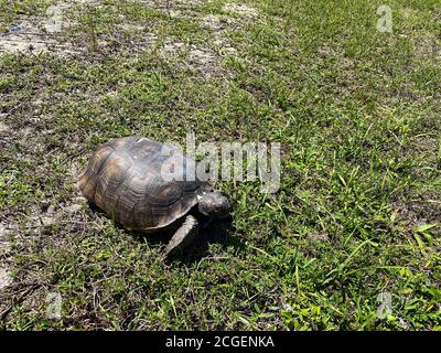 Eine Gopher Schildkröte, die auf einem grasbewachsenen Gebiet in Florida läuft. Stockfoto
