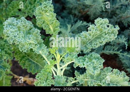 Collard Greens auf einem Grundstück. Grünkohl. Nahaufnahme des Collard Buschs. Grüne Kohlblätter Stockfoto