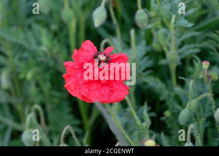Rot üppiger Mohn Nahaufnahme. Grünes Feld mit rot blühenden Mohn große Packung. Schöne Wildblumen im Frühling. Stockfoto