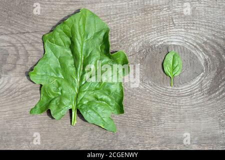 Ein großes grünes Blatt und ein kleines Blatt in der Nähe. Altes Holzbrett und Spinatblätter. Grüner Spinat Blätter auf einem hölzernen Hintergrund Draufsicht. Stockfoto