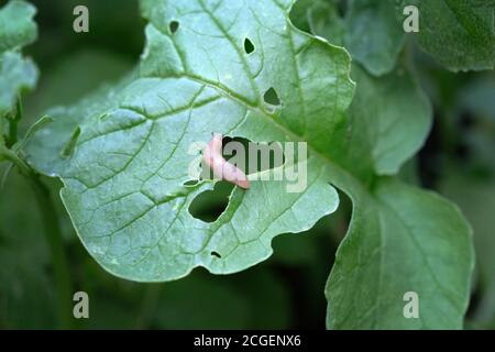 Eine kleine braune Schnecke frisst die Blätter der Pflanze. Schädlinge essen Rettich Blätter. Schnecke Invasion im Frühjahr. Stockfoto