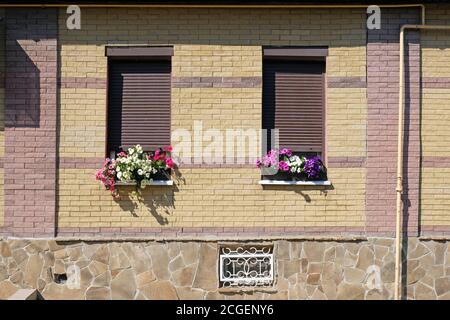Zwei Fenster mit geschlossenen Fensterläden und hellen Blumentöpfen. Ziegelmauer eines Hauses mit geschlossenen Fenstern. Dekoration der Fenster mit Petunia Blumen. Stockfoto