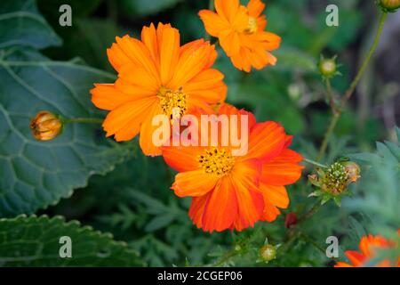 Orangefarbene Kosmosblüte (Cosmos sulfureus) mit verschwommenem Hintergrund. Zwei große orange Blumen im Garten Draufsicht. Kosmeya blühende Knospen. Stockfoto
