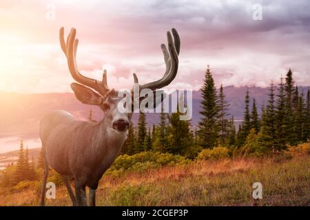 Ein männlicher Hirsch in der kanadischen Natur Stockfoto