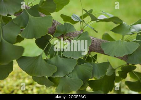 Ginkgo biloba - Nahaufnahme der grünen Blätter. Stockfoto