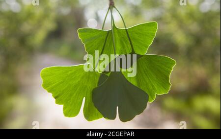 Nahaufnahme der grünen Blätter - Ginkgo biloba. Stockfoto