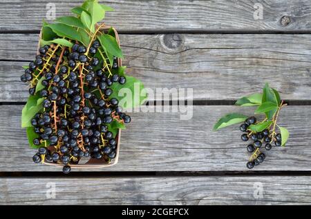 Prunus serotina. Schwarze reife Vogelkirschbeeren auf einem alten Holztisch. Nahaufnahme, Draufsicht Stockfoto