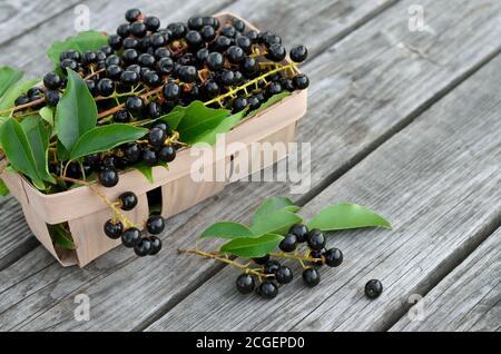 Prunus serotina. Schwarze reife Vogelkirschbeeren in einem Korb auf einem alten Holztisch Nahaufnahme. Selektiver Fokus Stockfoto