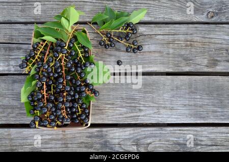 Prunus serotina. Schwarze reife Vogelkirschbeeren auf einem alten Holztisch als Hintergrund. Nahaufnahme, Draufsicht Stockfoto