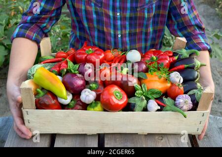 Ernte frisches Gemüse in einer Holzkiste in den Händen des Bauern Nahaufnahme. Das Konzept der gesunden Ernährung. Stockfoto