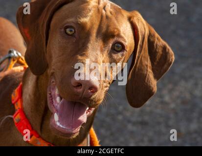 Ein Vizsla-Zuchthund auf einem morgendlichen Spaziergang mit seinem Besitzer in Santa Fe, New Mexico. Stockfoto