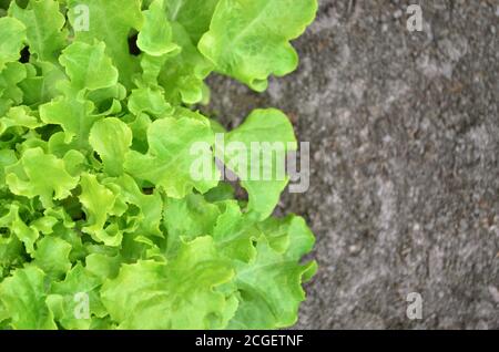 Frischer grüner Salat wächst im Garten. Kann als Hintergrund verwendet werden. Selektiver Fokus, Kopierbereich Stockfoto