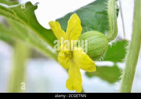 Kleine Wassermelone im Gewächshaus während der Blüte. Nahaufnahme, geringe Schärfentiefe. Stockfoto