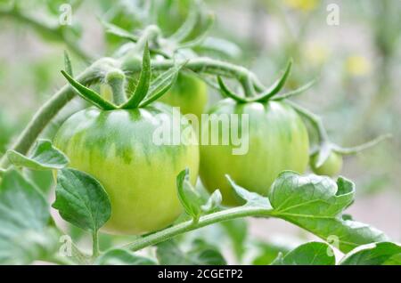 Grüne unreife Tomaten wachsen im Gartenbeet. Nahaufnahme, selektiver Fokus. Stockfoto