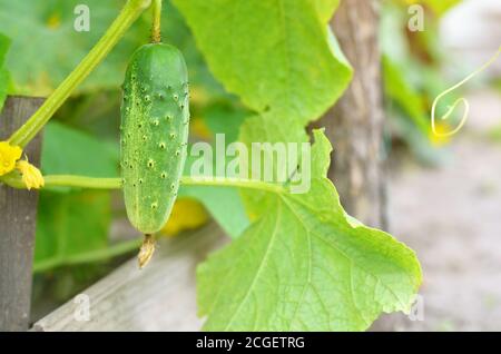 Grüne Gurke wächst im Gartenbeet. Früchte von Gemüse im Freien. Geringe Schärfentiefe, selektiver Fokus Stockfoto