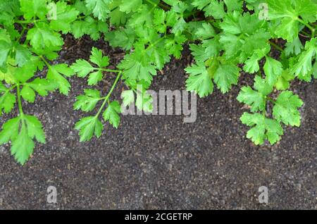 Frische Petersilie grün und schwarzen Boden als Natur Hintergrund. Draufsicht, Kopierbereich Stockfoto