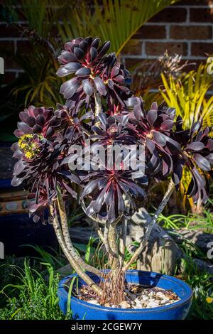 Schwarze Rose, Aeonium arboreum, blühend, gelbe Blüten. Auch der Baum aeonium, Baum houseleek oder irische Rose genannt, ist eine saftige, subtropische subs Stockfoto