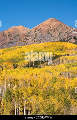 Frische bunte Aspen im Herbst, von der Kebler Pass Road aus gesehen. Stockfoto