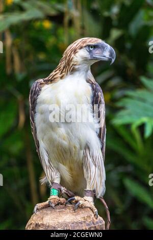 Ein gefährdeter philippinischer Adler in Gefangenschaft beim philippinischen Adler Zentrum in Davao City Stockfoto