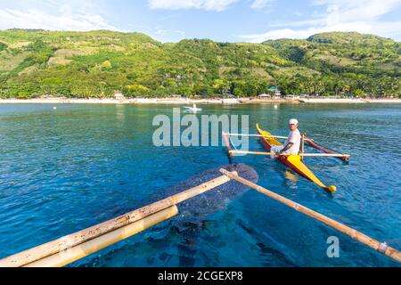 Walhai beobachten in Oslob, Cebu Stockfoto