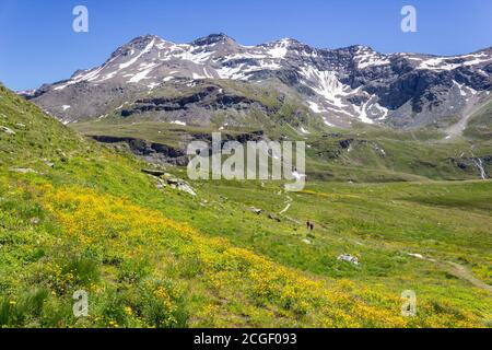 Wanderweg im Aostatal, Cogne, Italien. Zwei Wanderer wandern zwischen einer wunderbaren Blüte der Butterblumen im einsamen Tal des Grauson. Stockfoto