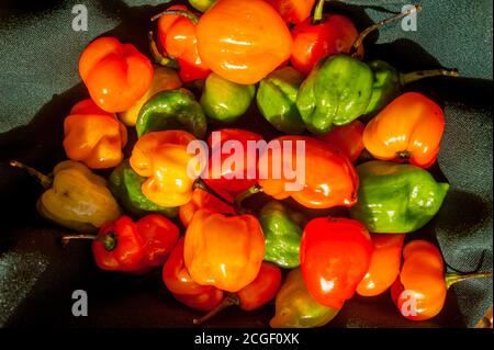 Habanero Paprika zum Verkauf in Playa del Carmen an der Riviera Maya in der Nähe von Cancun im Bundesstaat Quintana Roo, Mexiko. Stockfoto