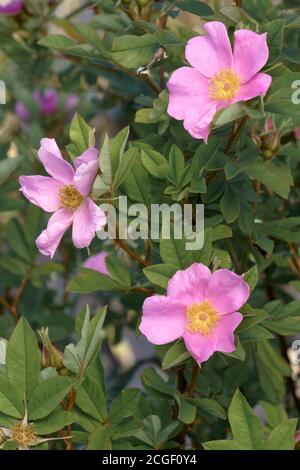 Virginia Rose (Rosa virginiana). Genannt Wilde Rose und Prairie Rose auch Stockfoto