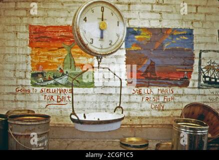 1973-Skala bei Fisch in Schafkopf Bay, New York 05/1973 Stockfoto