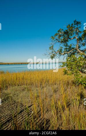 Blick auf einen Salzmarsch am Big Bay Creek, Edisto Beach State Park, auf Edisto Island in South Carolina, USA. Stockfoto