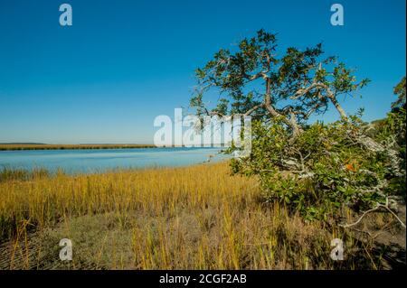 Blick auf einen Salzmarsch am Big Bay Creek, Edisto Beach State Park, auf Edisto Island in South Carolina, USA. Stockfoto