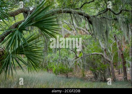 Ein Wald aus südlichen lebenden Eichen und Palmetto-Palmen im Edisto Beach State Park, auf der Edisto Island in South Carolina, USA. Stockfoto