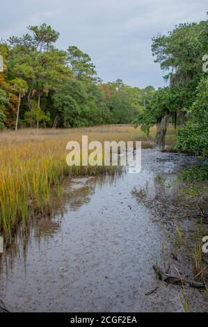 Blick auf einen Salzmarsch im Edisto Beach State Park auf der Edisto Island in South Carolina, USA. Stockfoto