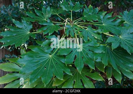 Hochglanzpapier (Fatsia japonica). Genannt Fatsi, Big-Leaf Papierpflanze, Feigenblatt-Palme, Formosa Reisbaum, Papierpflanze, False Rizinusöl Pflanze Stockfoto