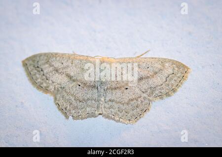 Gemeiner Sonnenfalter (Pleuroprucha insulsaria) Nachts an einer Hauswand Stockfoto