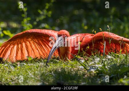 Scharlachrote Ibisse (Eudocimus ruber), die auf dem Boden ruhen Stockfoto