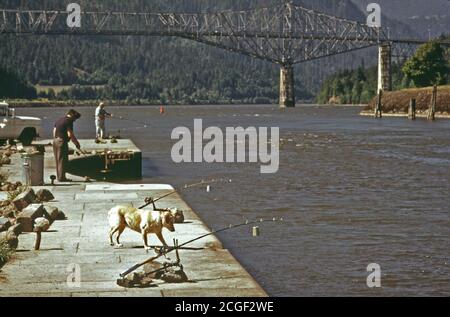 Angeln an der Cascade Locks auf dem Columbia River, mit Brücke der Götter im Hintergrund. Verlassen Polen stützte über Wasser wird als "faulen Mann angeln." 05/1973 Stockfoto