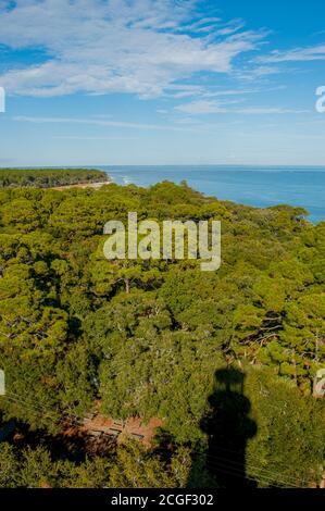 Blick auf den Löblolly Pine (Pinus taeda) Wald vom Hunting Island Lighthouse, gelegen im Hunting Island State Park auf Hunting Island in der Nähe von Beaufor Stockfoto