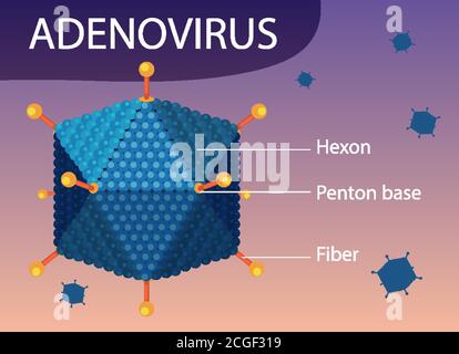 Adenovirus Struktur Diagramm auf Virus Symbol Hintergrund Illustration Stock Vektor