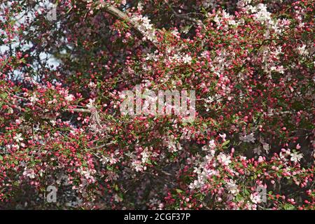 Japanische Blütenkrabbe (Malus floribunda). Genannt japanische Krabbe, Purple Chokeberry und auffällige Krabbe auch Stockfoto