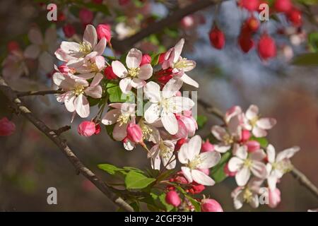 Japanische Blütenkrabbe (Malus floribunda). Genannt japanische Krabbe, Purple Chokeberry und auffällige Krabbe auch Stockfoto